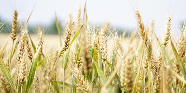 Global Cereal Yield and Agricultural Input Analysis Dataset on Opendatabay data marketplace