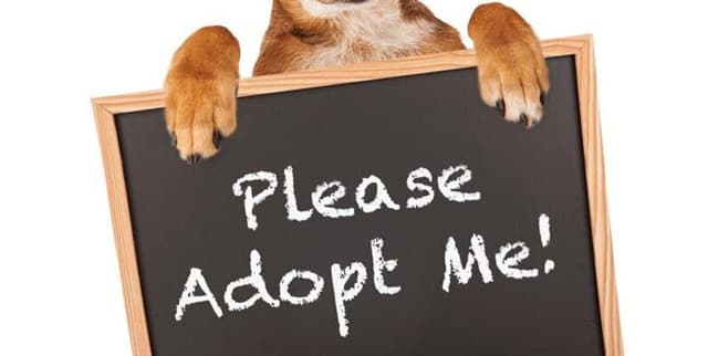 Animal Welfare Adoption Data Dataset on Opendatabay data marketplace