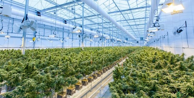 Smart Greenhouse Plant Development Metrics Dataset on Opendatabay data marketplace