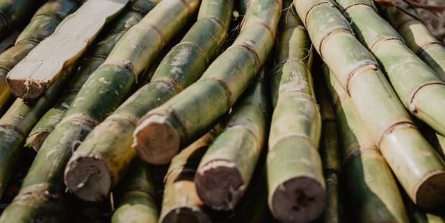 Annual Sugarcane Yield and Land Usage Data Dataset on Opendatabay data marketplace