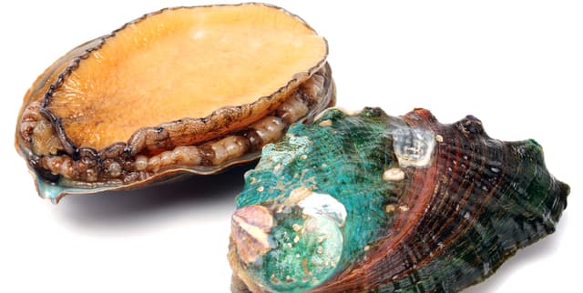 Marine Biometric Age Regression Data Dataset on Opendatabay data marketplace