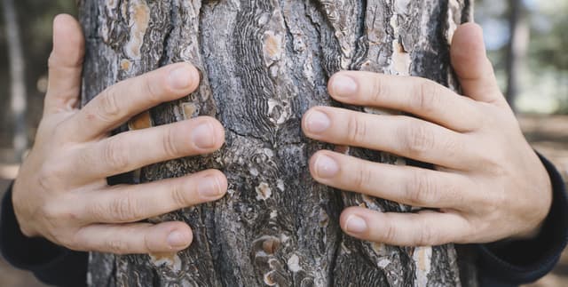 Agricultural Expansion and Regional Deforestation Metrics Dataset on Opendatabay data marketplace