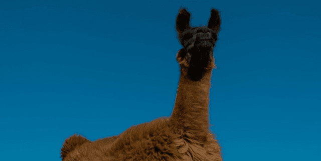 Alpaca Cleaned Instruction-Following Dataset Dataset on Opendatabay data marketplace