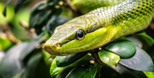 Deadly Snake Incidents in America Dataset on Opendatabay data marketplace