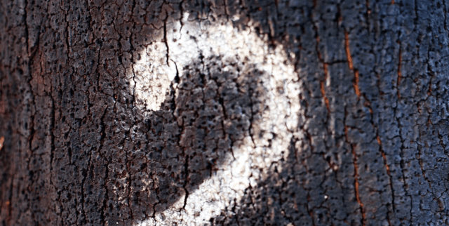 Global Commonsense Questions Dataset Dataset on Opendatabay data marketplace