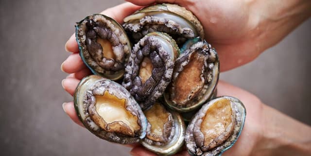 Abalone Physical Measurement and Age Indicator Data Dataset on Opendatabay data marketplace