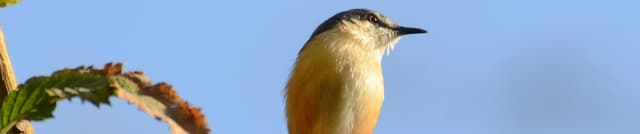 Xeno-Canto India Bird Recordings Dataset on Opendatabay data marketplace