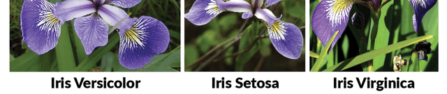 Iris Flower Tidy Classification Data Dataset on Opendatabay data marketplace