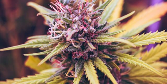 Connecticut Weekly Cannabis Sales Statistics Dataset on Opendatabay data marketplace