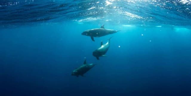 Southern Brazil Reef Temperature Dataset Dataset on Opendatabay data marketplace