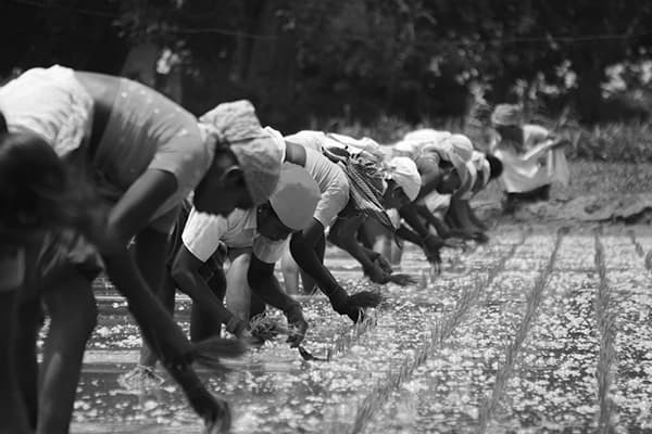 Agriculture Production and Yield in India since 1997 Dataset on Opendatabay data marketplace