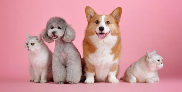 Official Dubai Animal Registration Records Dataset on Opendatabay data marketplace