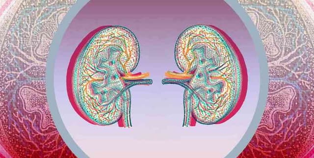 Renal Disease Risk Factors Bangladesh Dataset on Opendatabay data marketplace