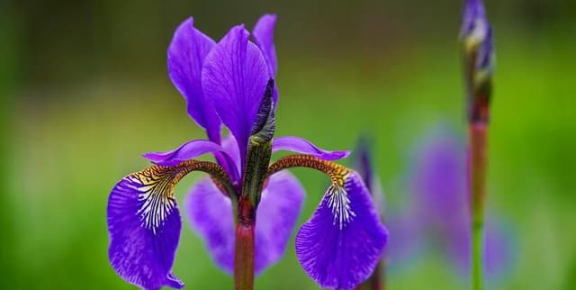 Flower Species Dataset Dataset on Opendatabay data marketplace