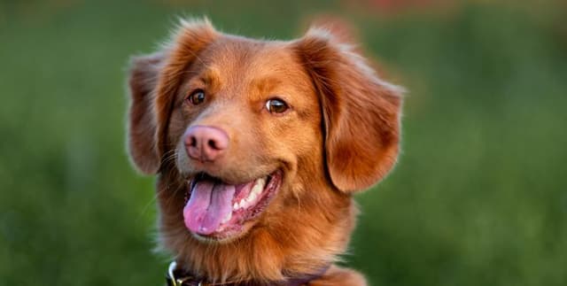 Breed Specific Dog Data Dataset on Opendatabay data marketplace