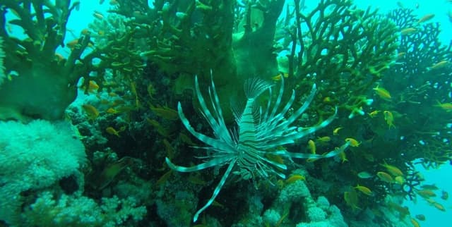 Reef Ecological Dynamics Data Dataset on Opendatabay data marketplace