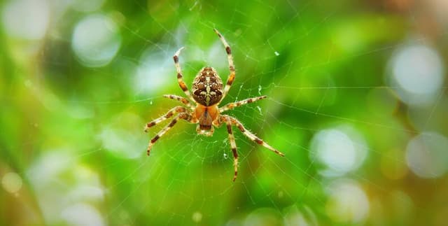 World Spider Taxonomy Index Dataset on Opendatabay data marketplace