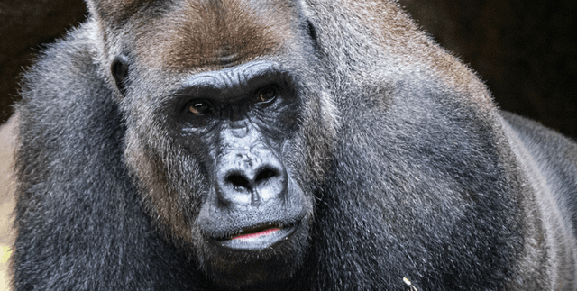 Animalia Kingdom Classification Data Dataset on Opendatabay data marketplace