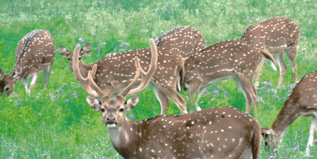 Guided Hunt Price and Mammal Rarity Data Dataset on Opendatabay data marketplace