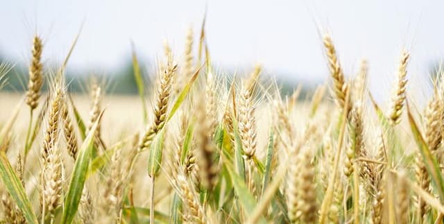 Daily Grain Trading Data Dataset on Opendatabay data marketplace