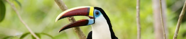 Amazonian Deforestation Area Statistics Dataset on Opendatabay data marketplace