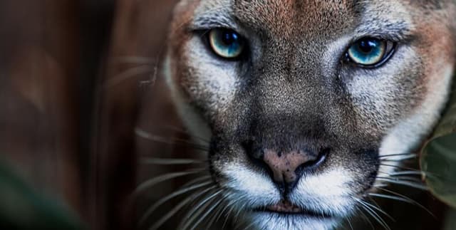 Geocoded Historical Mountain Lion Fatality Data Dataset on Opendatabay data marketplace