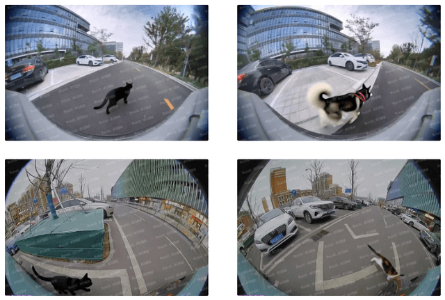 Vehicle Exterior Pet Recognition Image Dataset Dataset on Opendatabay data marketplace