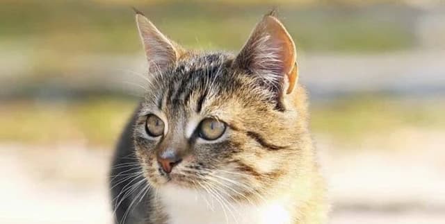 Felis Catus Movement and Ecological Impact Data Dataset on Opendatabay data marketplace