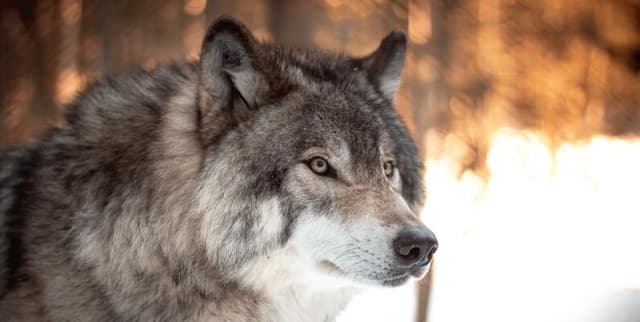 Global Record of Historical Wolf Attacks Dataset on Opendatabay data marketplace