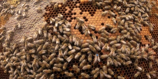 Predictive Bee Colony Climate Data Dataset on Opendatabay data marketplace