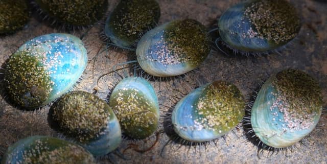 Abalone Physical Characteristics and Age Data Dataset on Opendatabay data marketplace