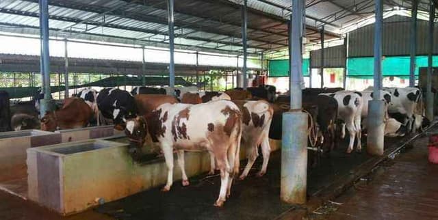 Dairy Industry Sales and Inventory Data Dataset on Opendatabay data marketplace