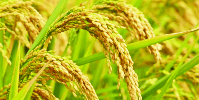 Global Rice Production and Consumption Metrics Dataset on Opendatabay data marketplace