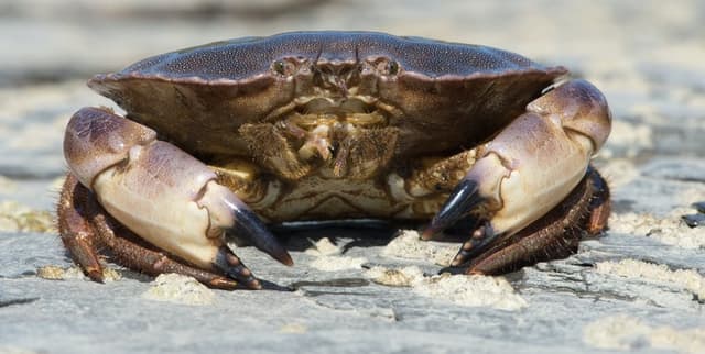 Crab Farming Maturity Data Dataset on Opendatabay data marketplace