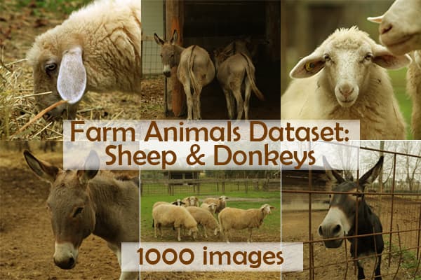 Farm Animals Dataset – Sheep & Donkeys (1,000 Images) Dataset on Opendatabay data marketplace